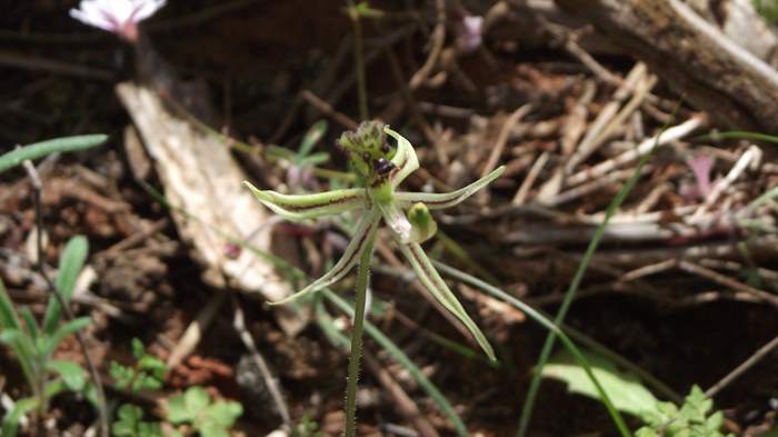 Caladenia barbarossa - Dragon Orchid - Orchid-dragonDSCF5436.JPG